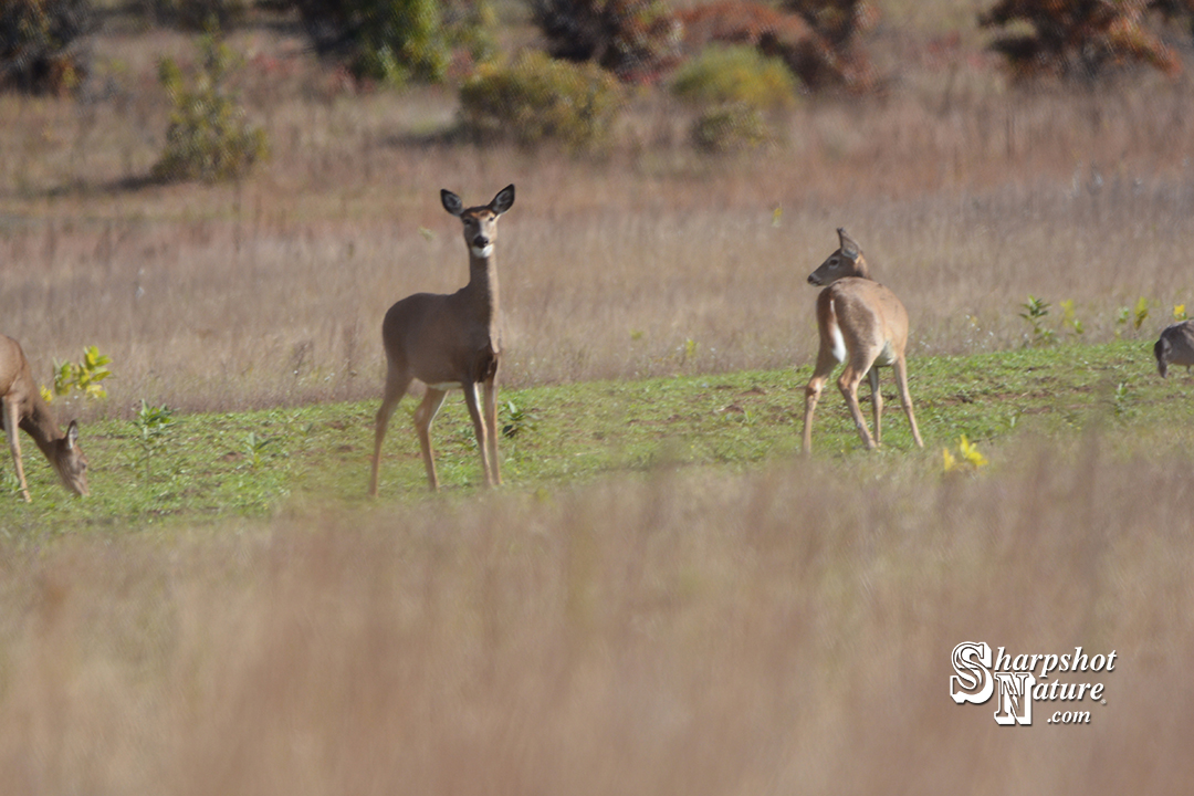 White-tailed Deer