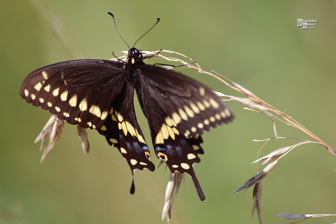 Swallowtail