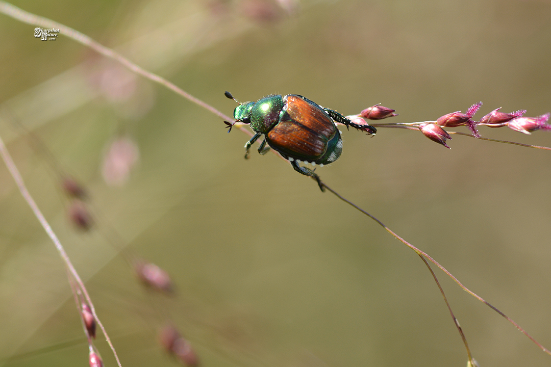 Japanese Beetle