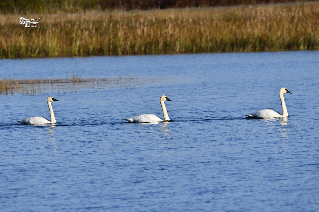 Trumpeter Swan