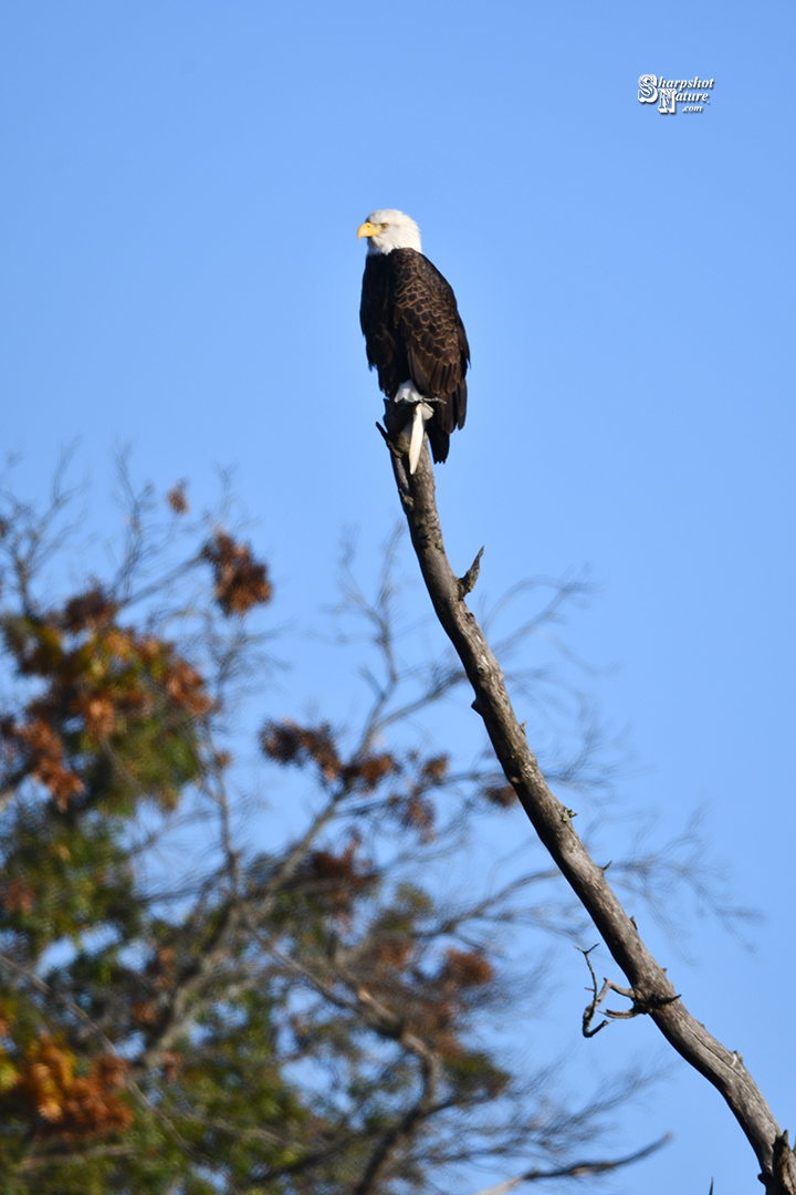 Bald Eagle