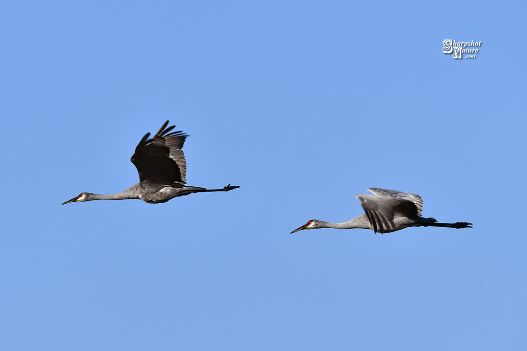 Sandhill Crane