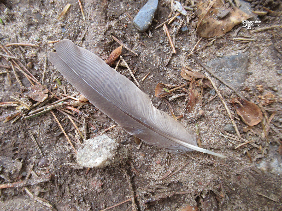 Feather