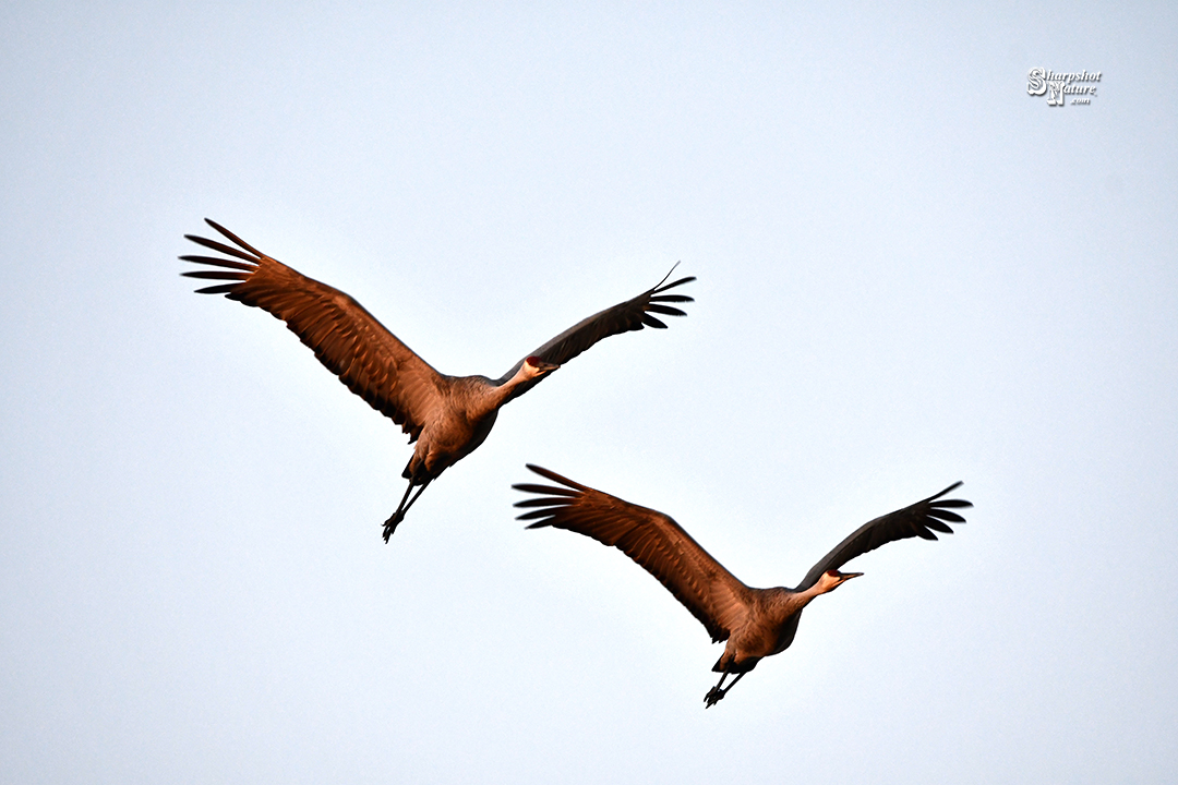 Sandhill Crane