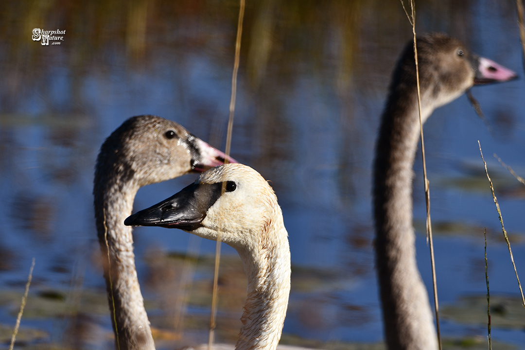 Trumpeter Swan