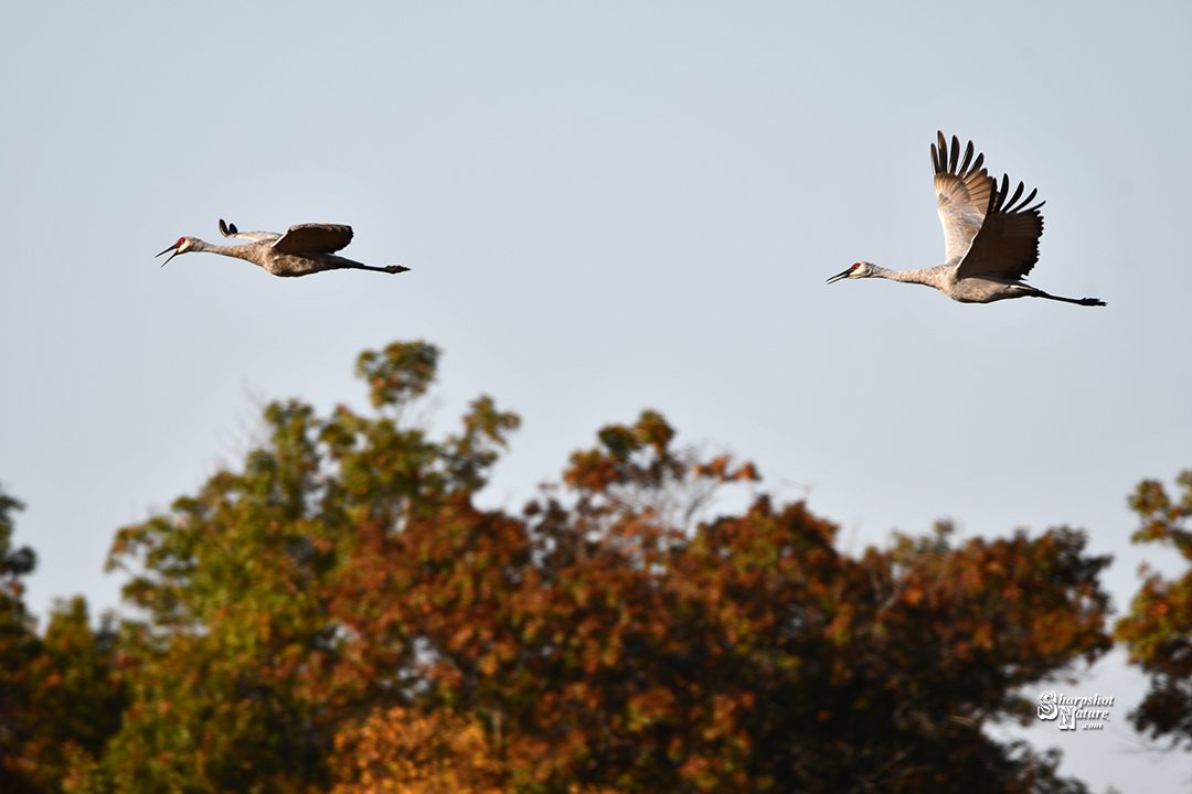 Sandhill Crane