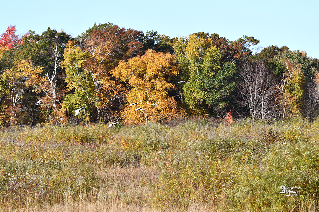 Fall Color