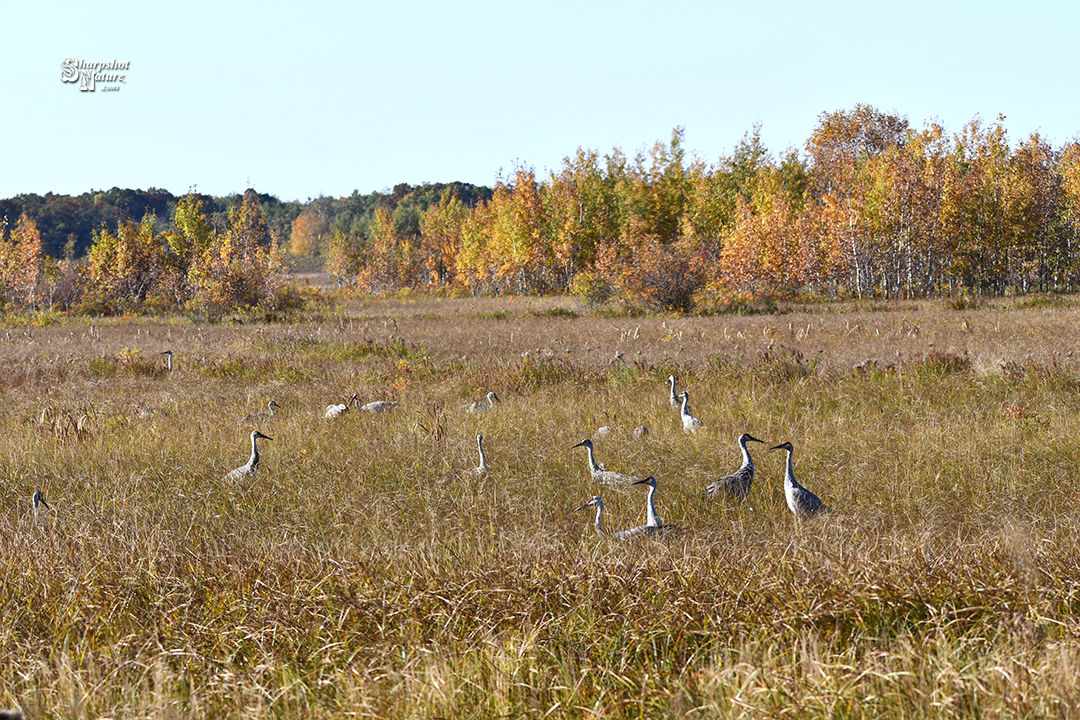 Sandhill Crane