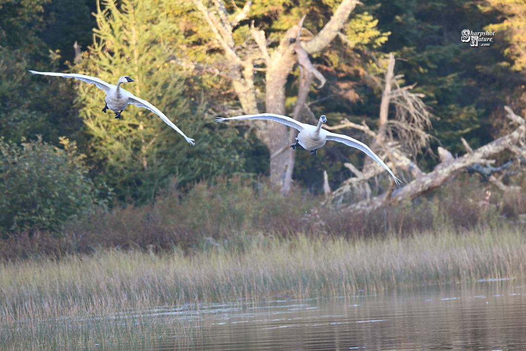 Trumpeter Swan