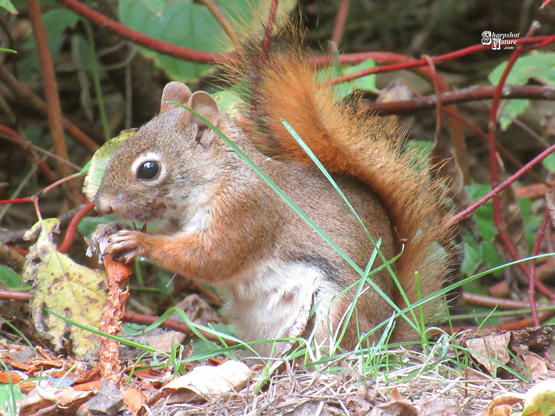 Red Squirrel