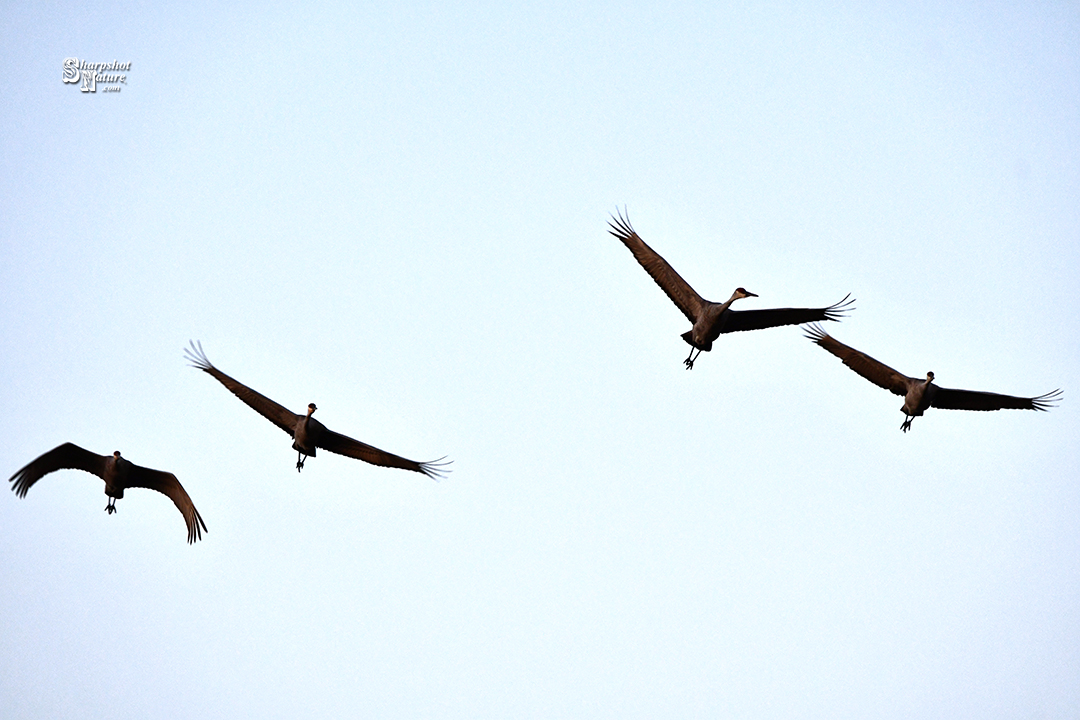 Sandhill Crane