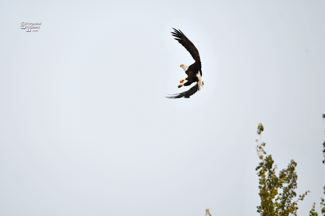 Bald Eagle