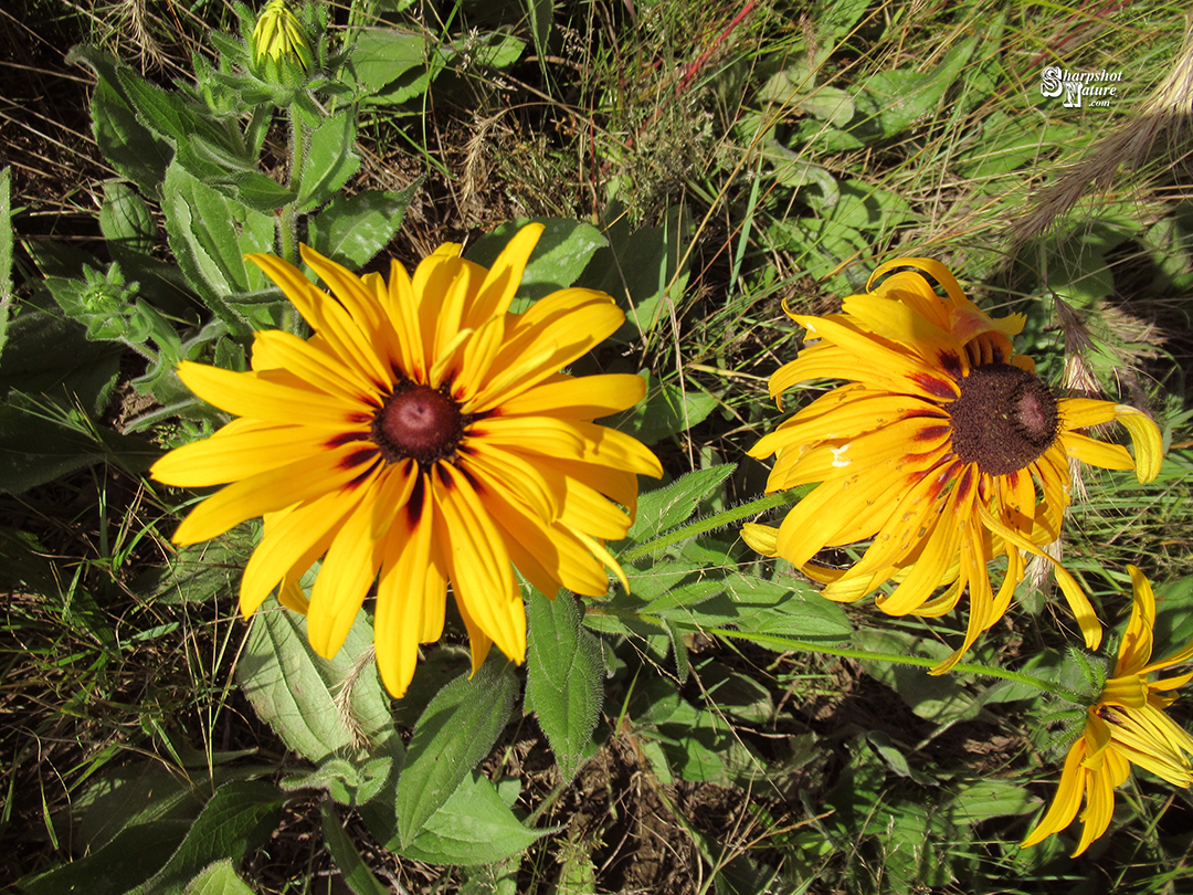 Black-eyed Susan