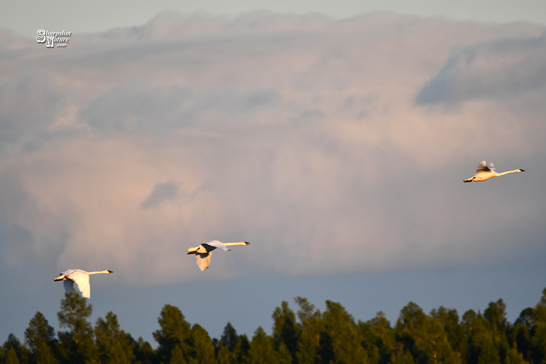 Trumpeter Swan