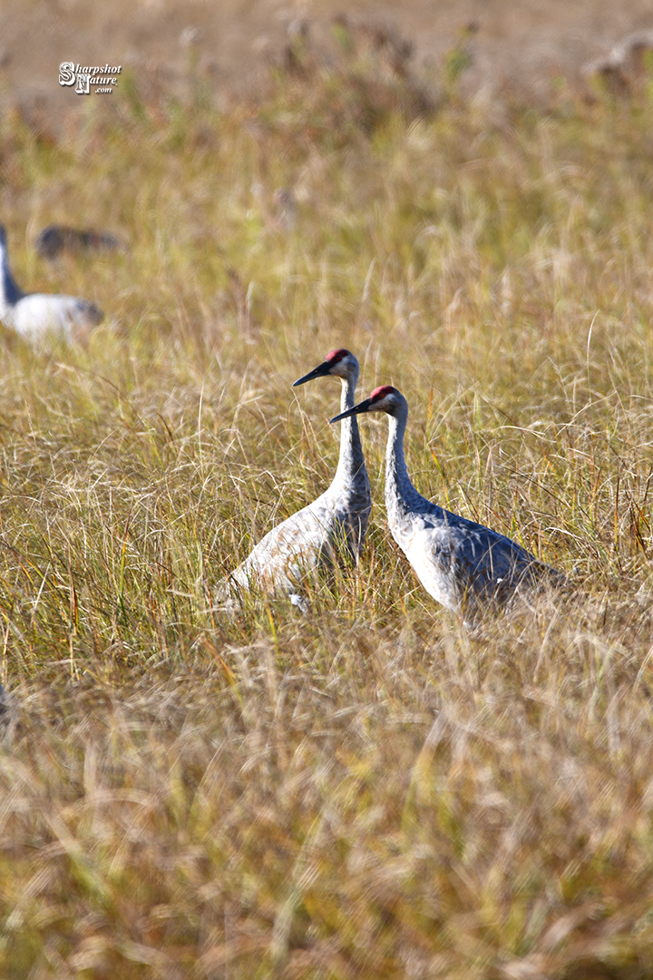 Sandhill Crane