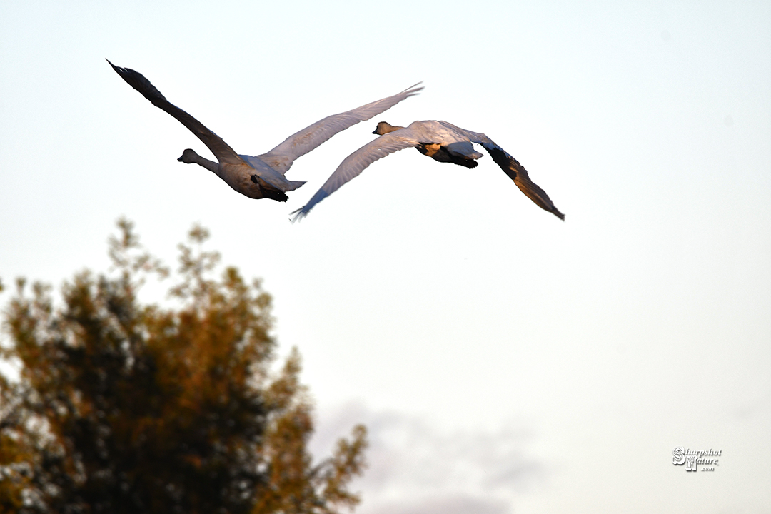 Trumpeter Swan