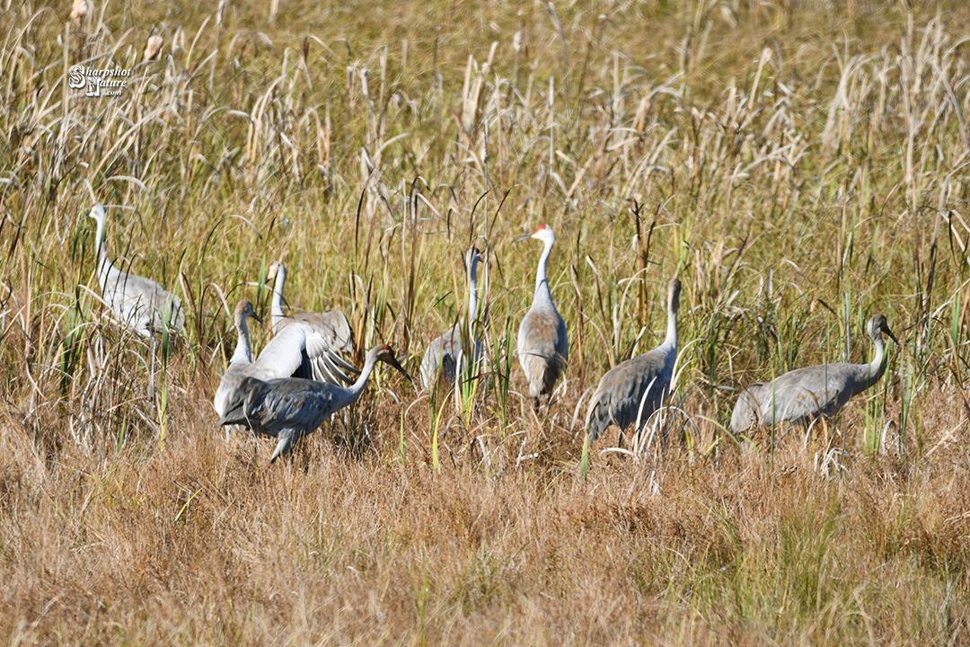 Sandhill Crane