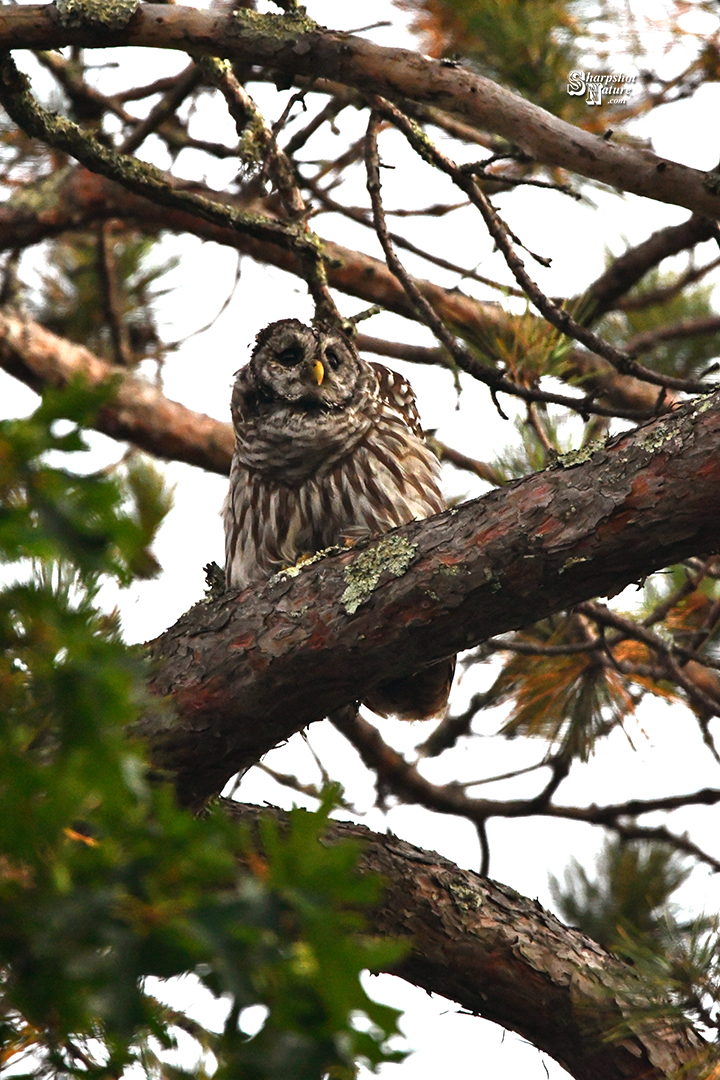 Barred Owl