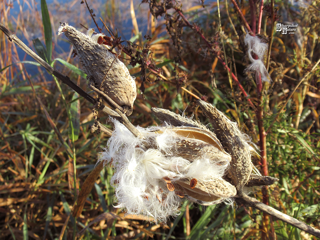 Milkweed Seedpod