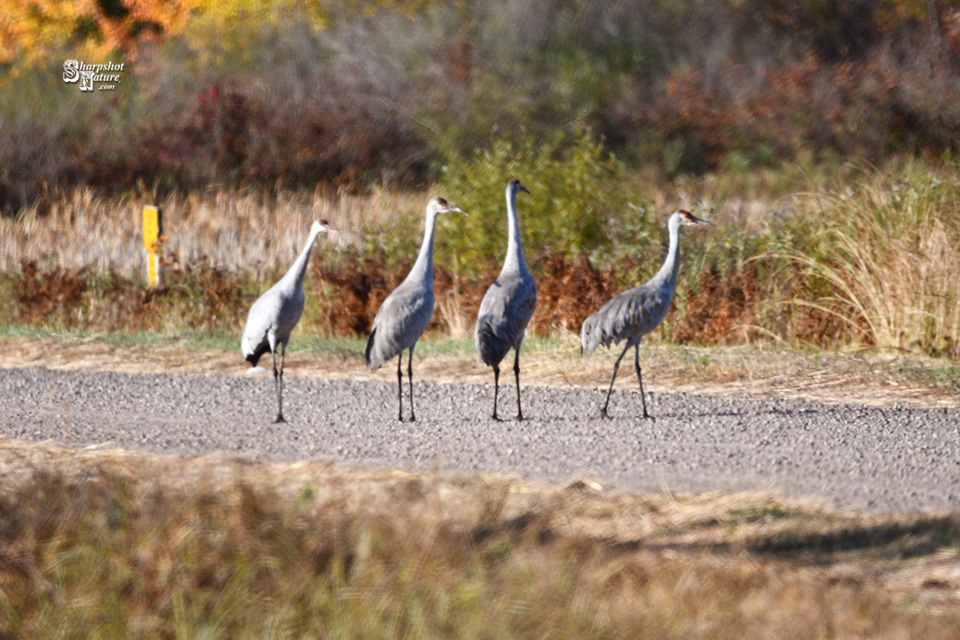 Sandhill Crane