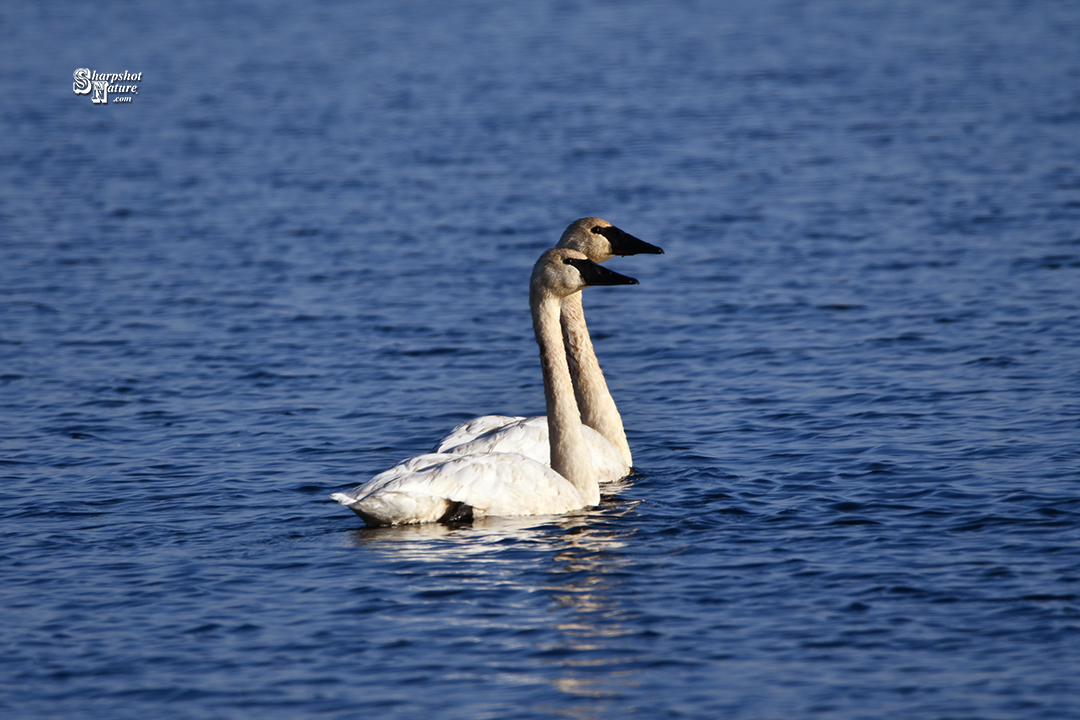 Trumpeter Swan