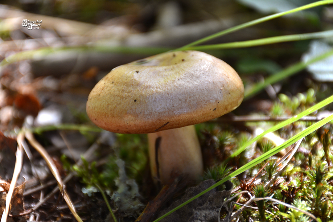 Fungus