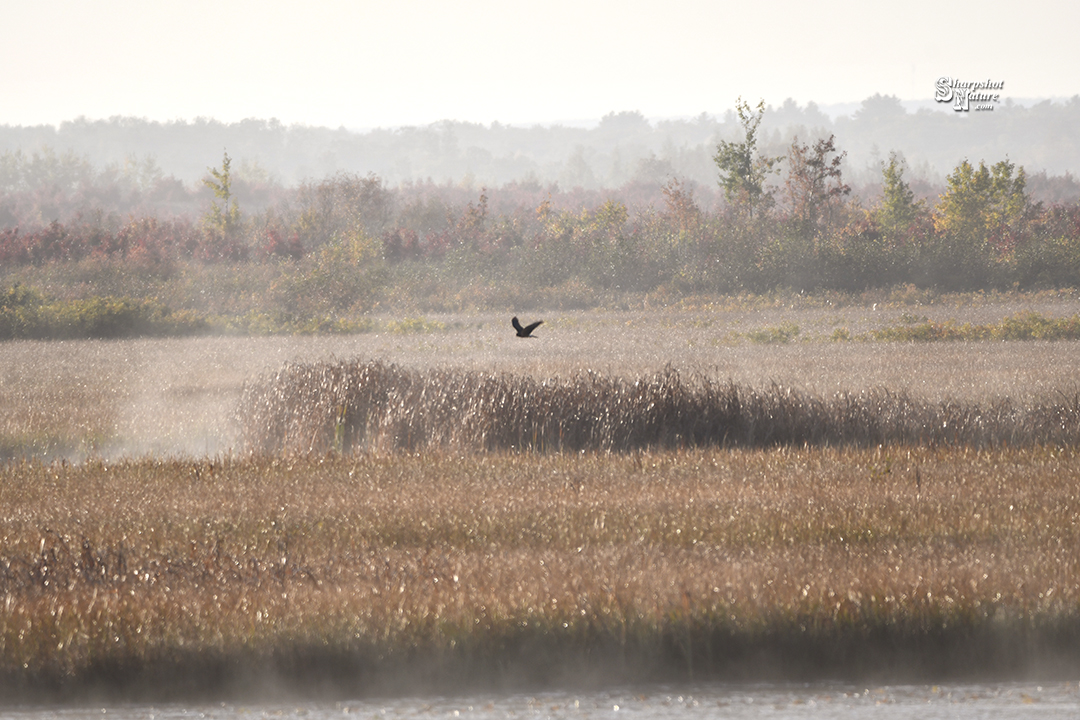 Harrier Hawk