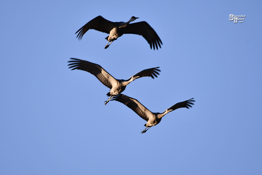 Sandhill Crane