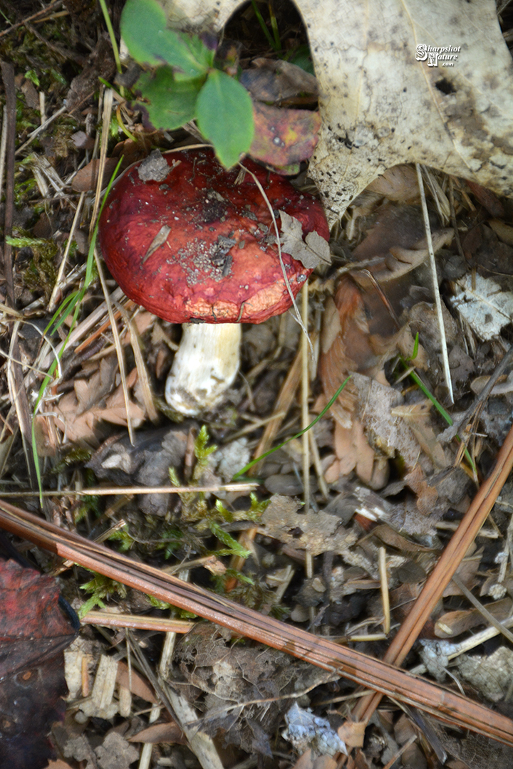 Fungus