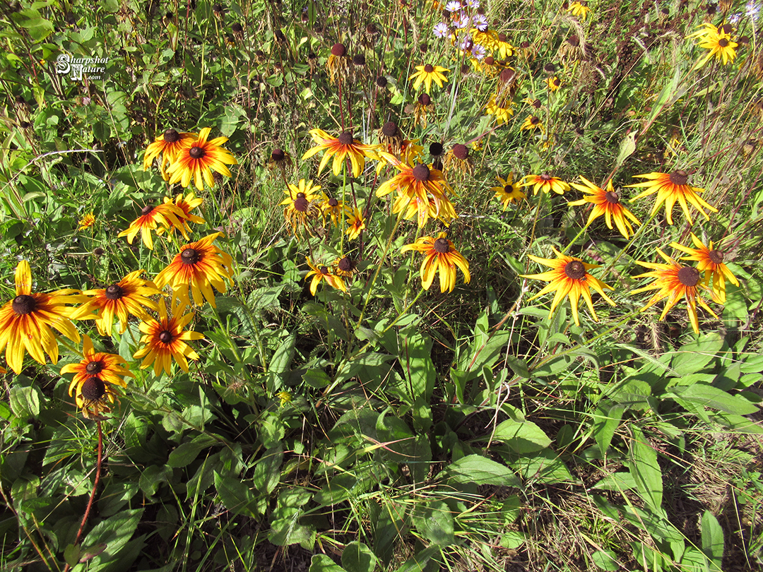 Black-eyed Susan