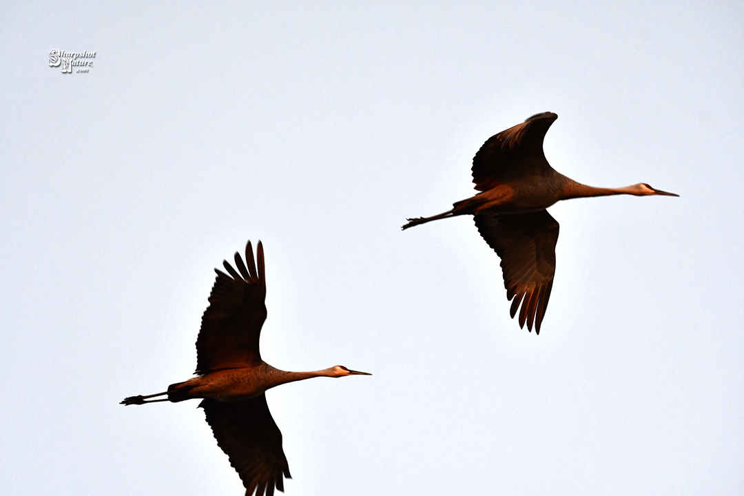 Sandhill Crane