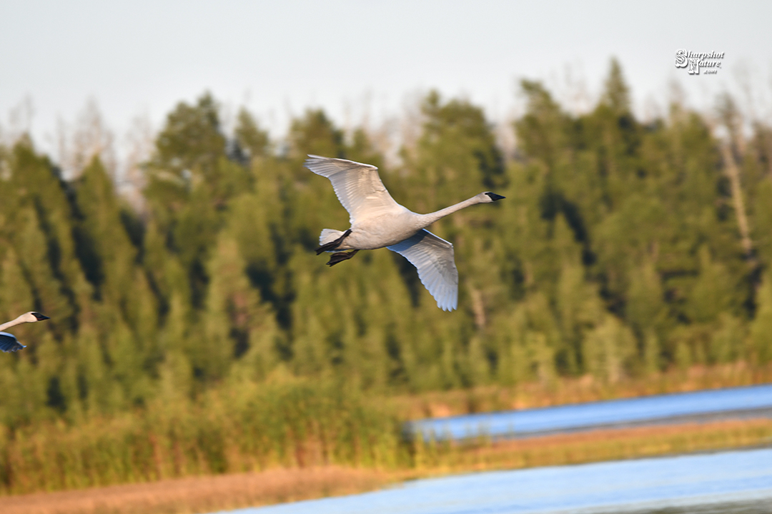 Trumpeter Swan