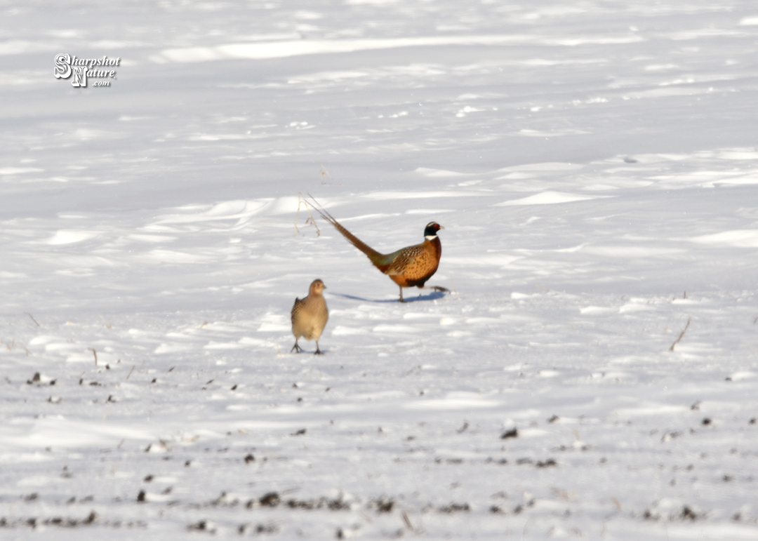 Ring-necked Pheasant