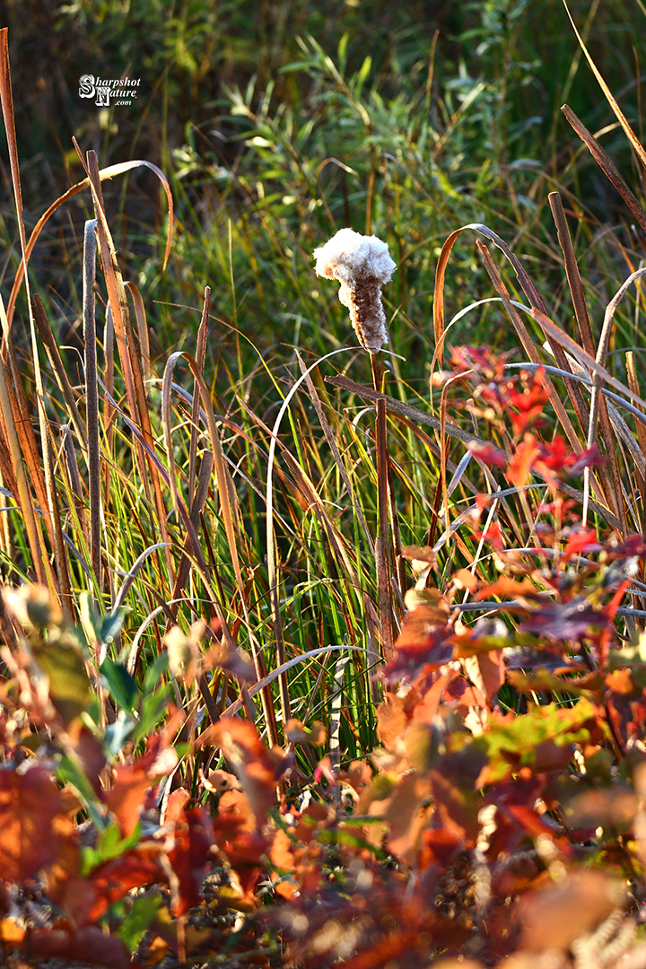 Cattail