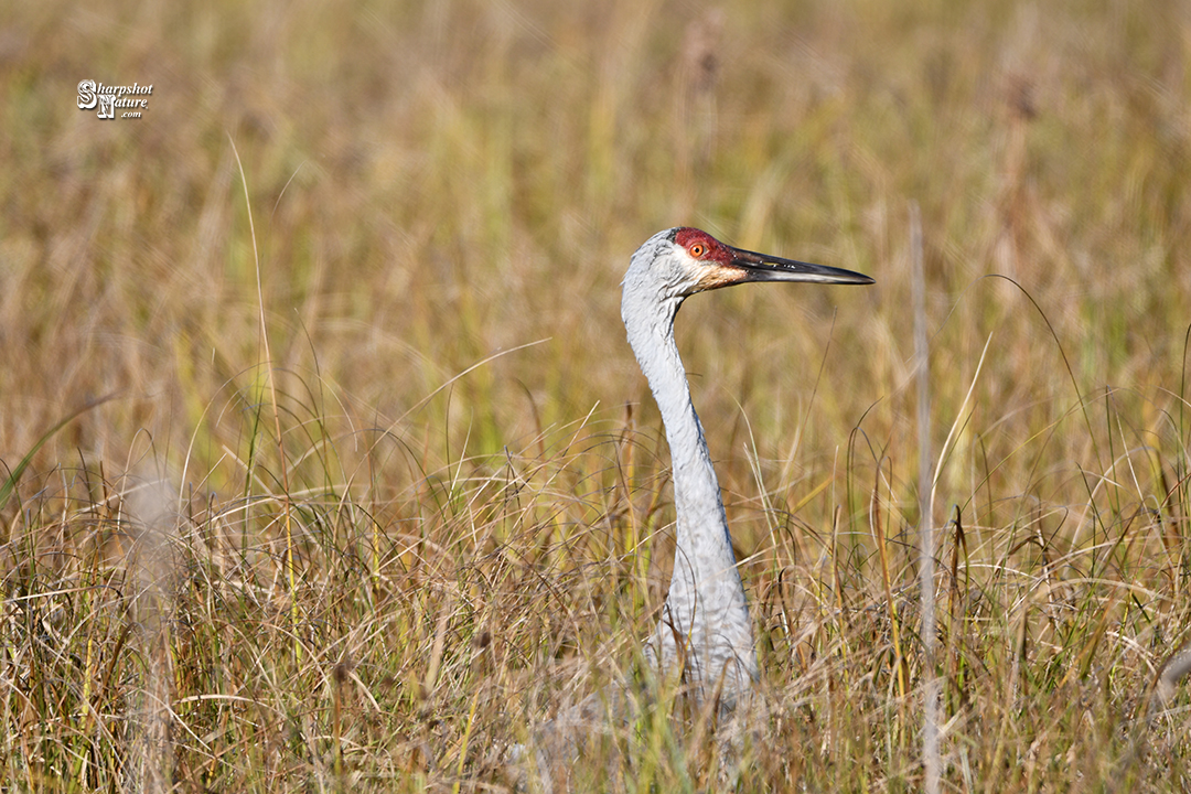 Sandhill Crane