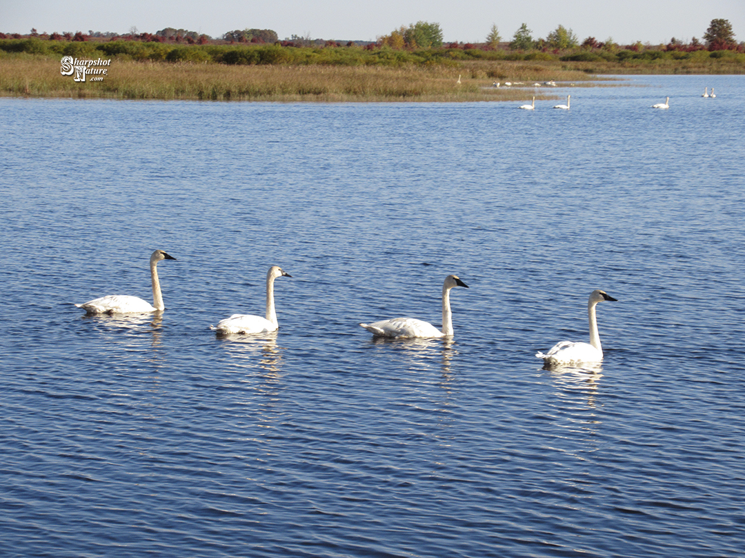 Trumpeter Swan