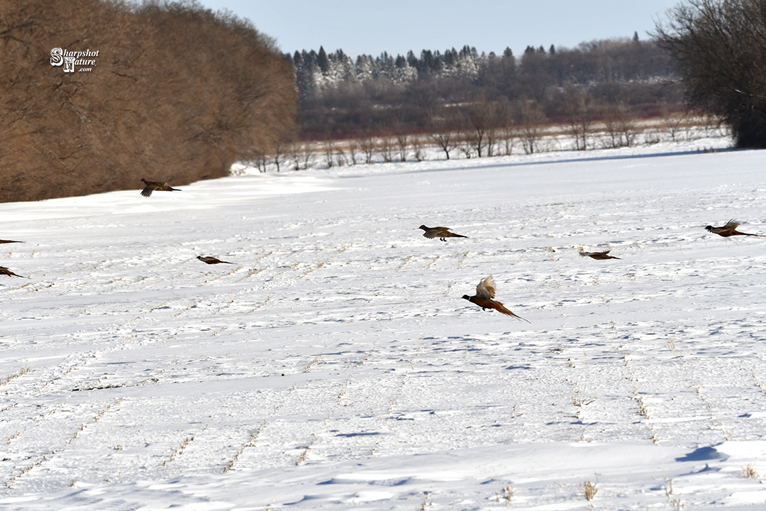 Ring-necked Pheasant