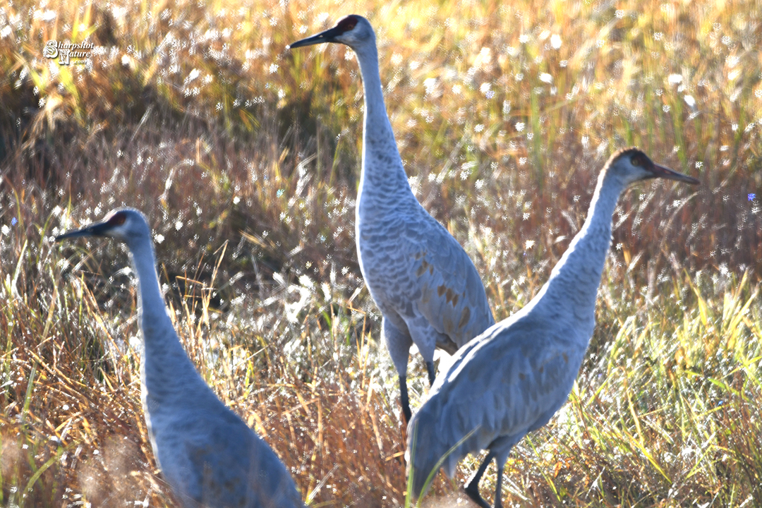 Sandhill Crane