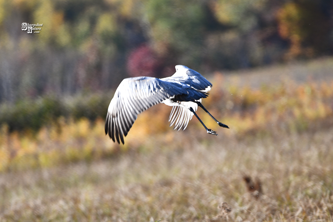 Sandhill Crane