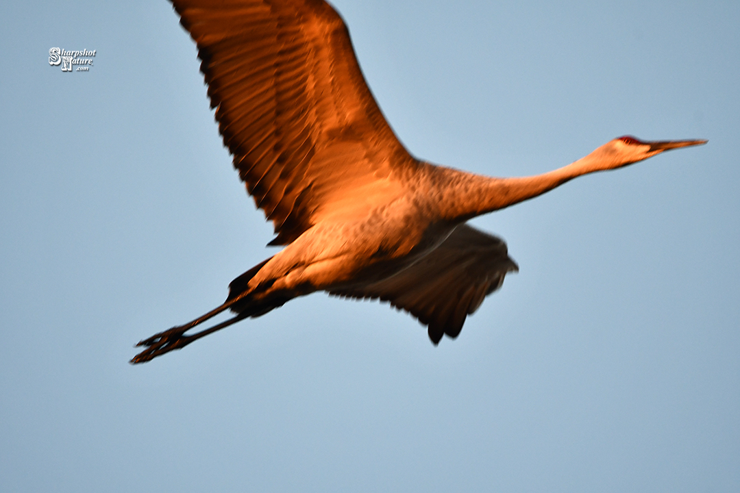 Sandhill Crane