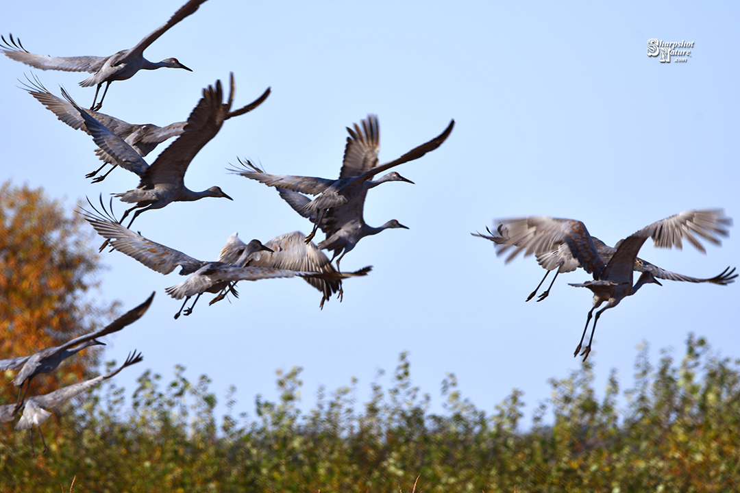 Sandhill Crane