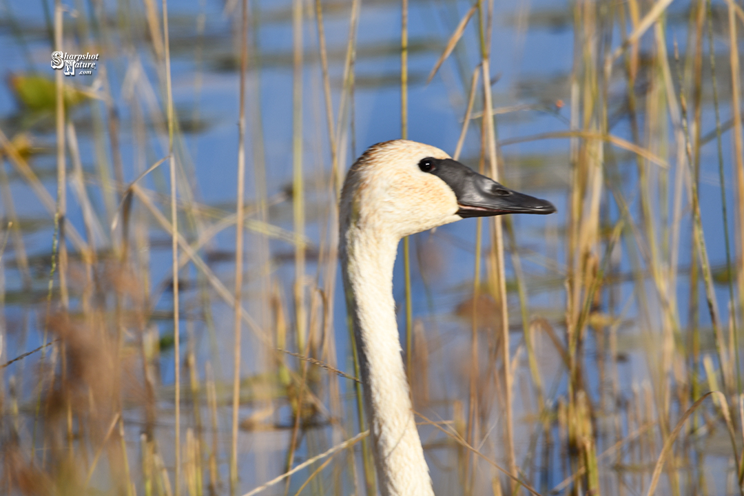 Trumpeter Swan