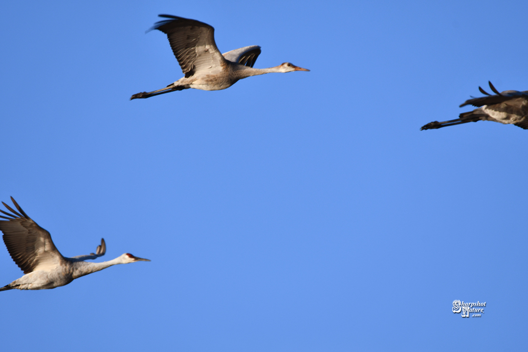 Sandhill Crane