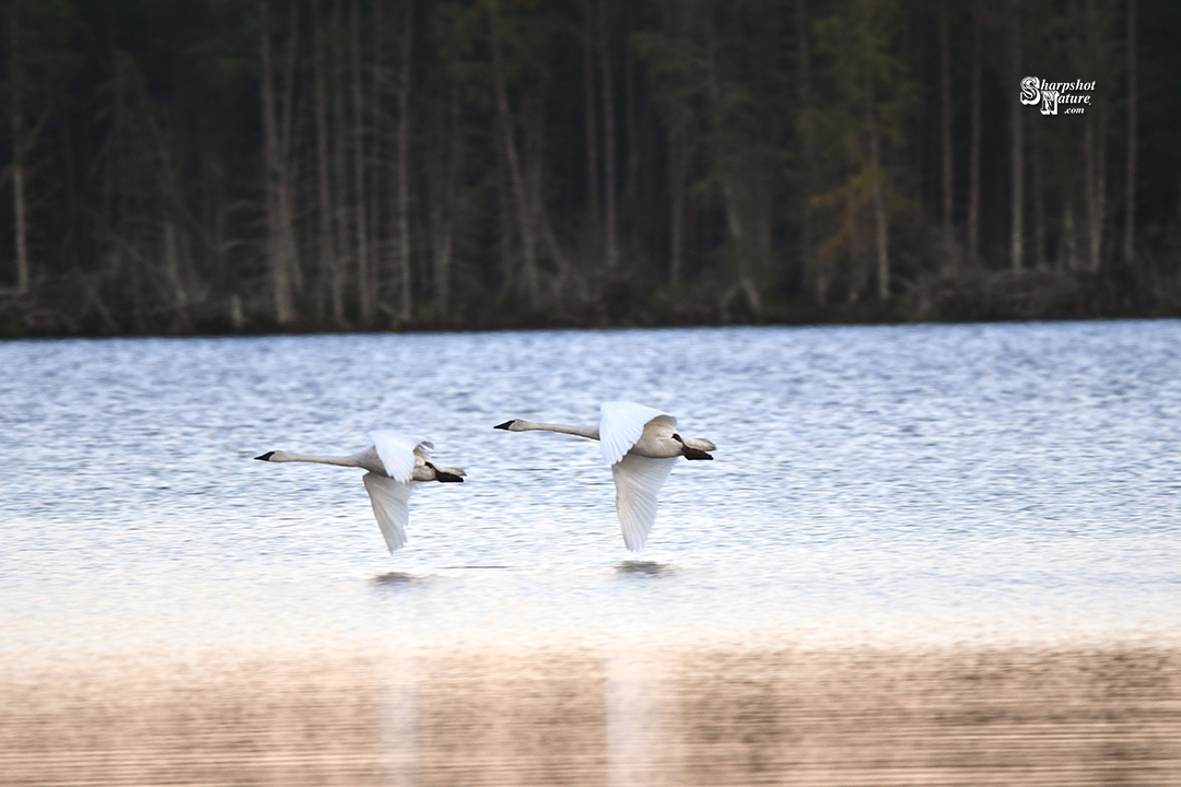 Trumpeter Swan