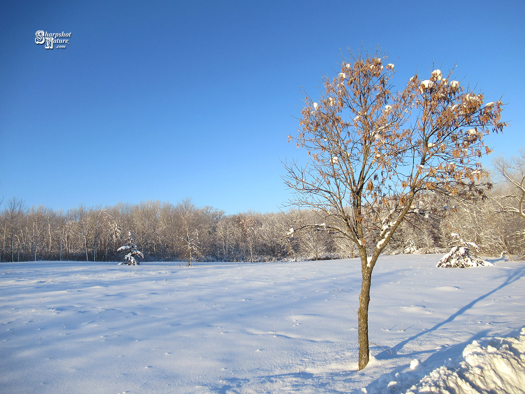 Winter Scene