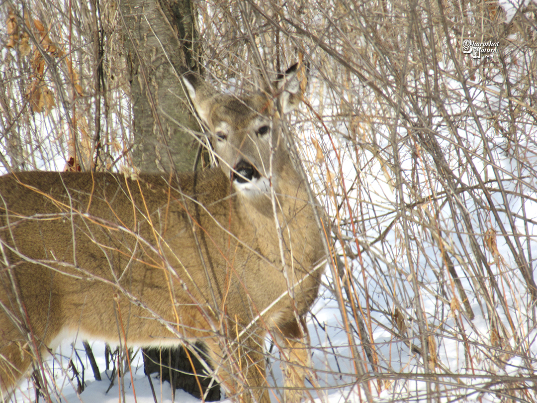 White-tailed Deer