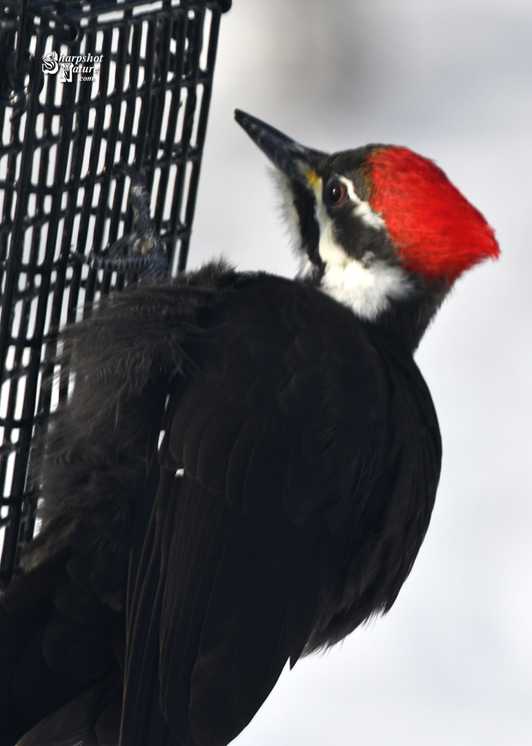 Pileated Woodpecker