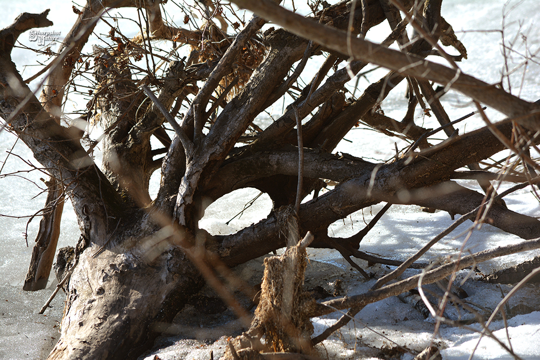 Tree Stump