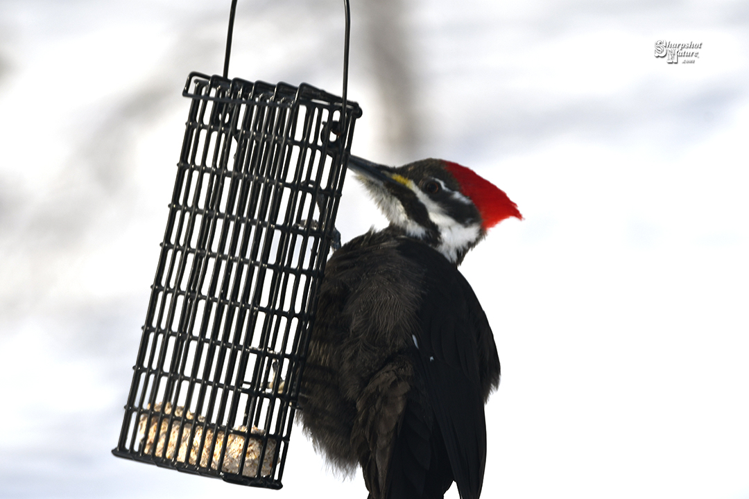 Pileated Woodpecker