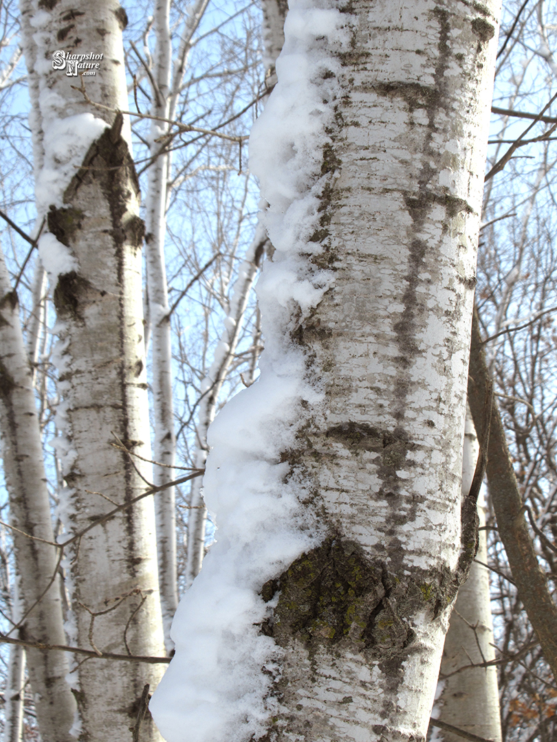 Birch Tree